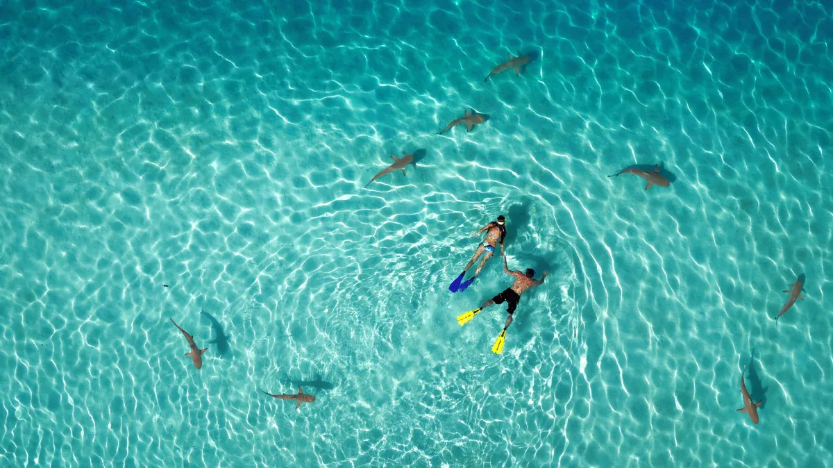 Snorkeling with sharks by Tahitiflyshoot